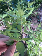 Anisacanthus quadrifidus