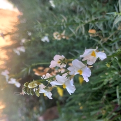 Nemesia floribunda