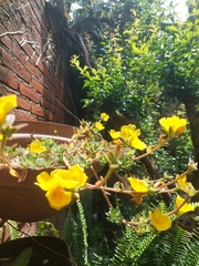 Portulaca umbraticola