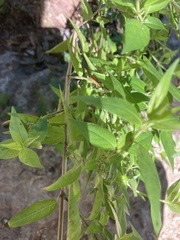 Anisacanthus quadrifidus