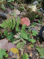 Gymnocarpium dryopteris