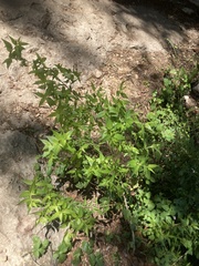 Anisacanthus quadrifidus