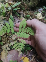 Gymnocarpium dryopteris
