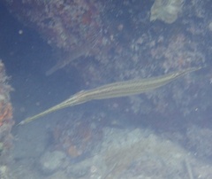Aulostomus maculatus