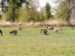 Branta leucopsis