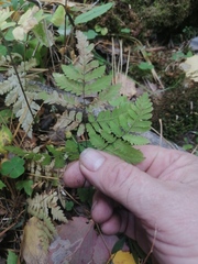 Gymnocarpium dryopteris