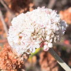 Eriogonum parvifolium