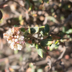 Eriogonum parvifolium