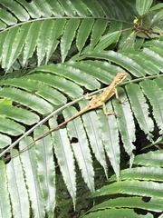 Diploderma polygonatum xanthostomum