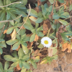 Erigeron glaucus