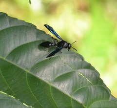 Pseudozumia