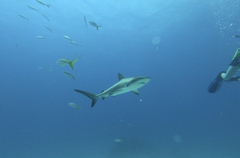 Carcharhinus perezii
