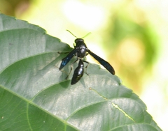 Pseudozumia