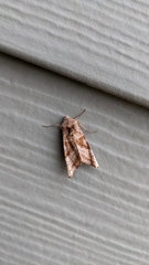 Phlogophora periculosa