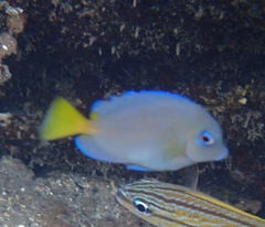 Acanthurus coeruleus