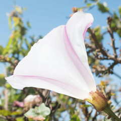 Calystegia macrostegia