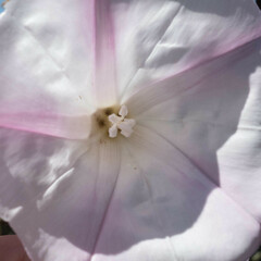 Calystegia macrostegia