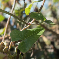 Calystegia macrostegia