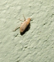 Prairiana