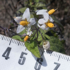 Solanum douglasii