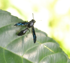 Pseudozumia