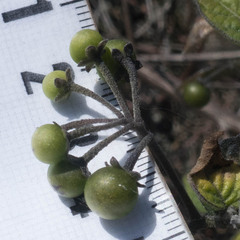 Solanum douglasii