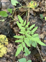 Sceptridium dissectum