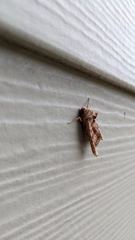 Phlogophora periculosa