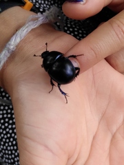 Geotrupidae