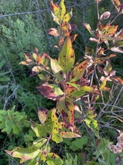 Cornus racemosa