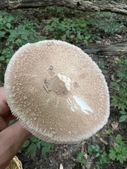 Macrolepiota procera