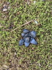 Scleroderma polyrhizum