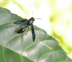 Pseudozumia