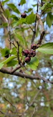 Crataegus douglasii