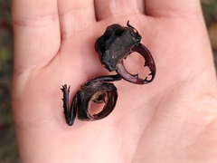 Lucanus cervus