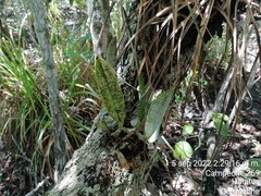 Rhyncholaelia