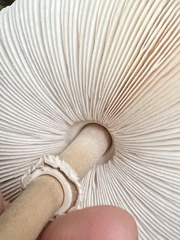 Macrolepiota procera