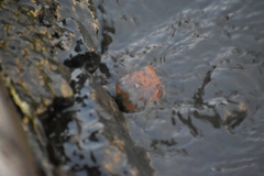 Littorina