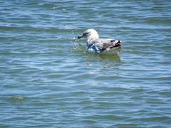 Larus delawarensis