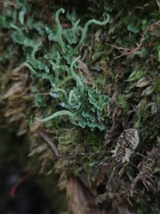 Cladonia ochrochlora