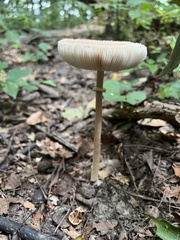Macrolepiota procera