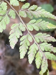 Cystopteris protrusa