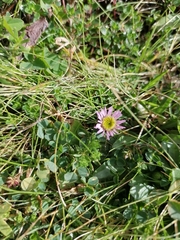 Erigeron alpinus