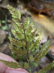 Cystopteris protrusa