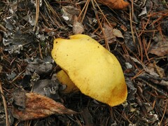 Suillus tomentosus