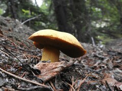 Suillus tomentosus