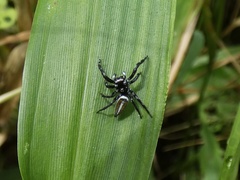 Salticinae