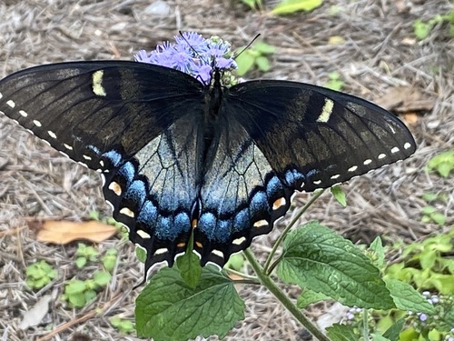 Eastern tiger swallowtail