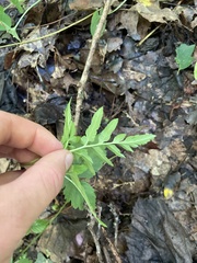 Sceptridium dissectum