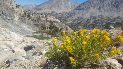 Ericameria suffruticosa